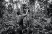 Natural Rubber. To the roots